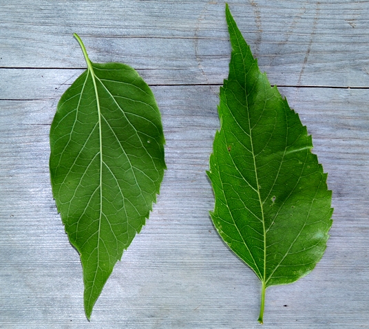 {Celtis occidentalis}